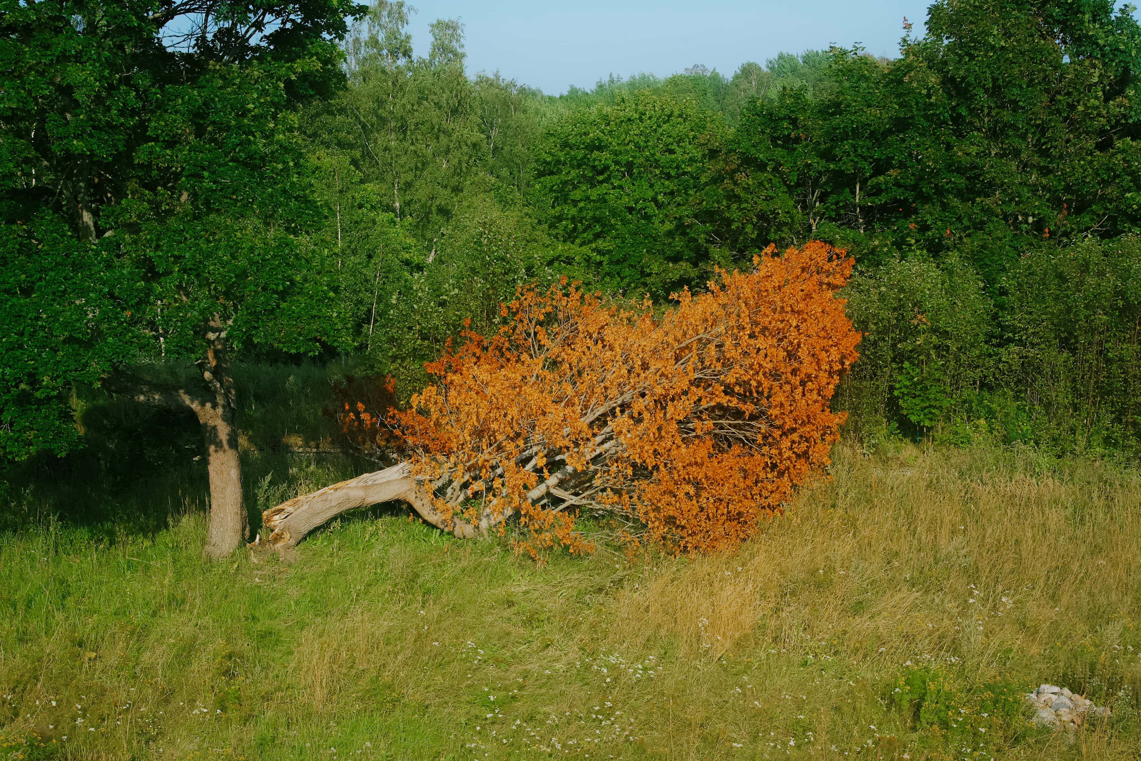 赫尔辛基双年展