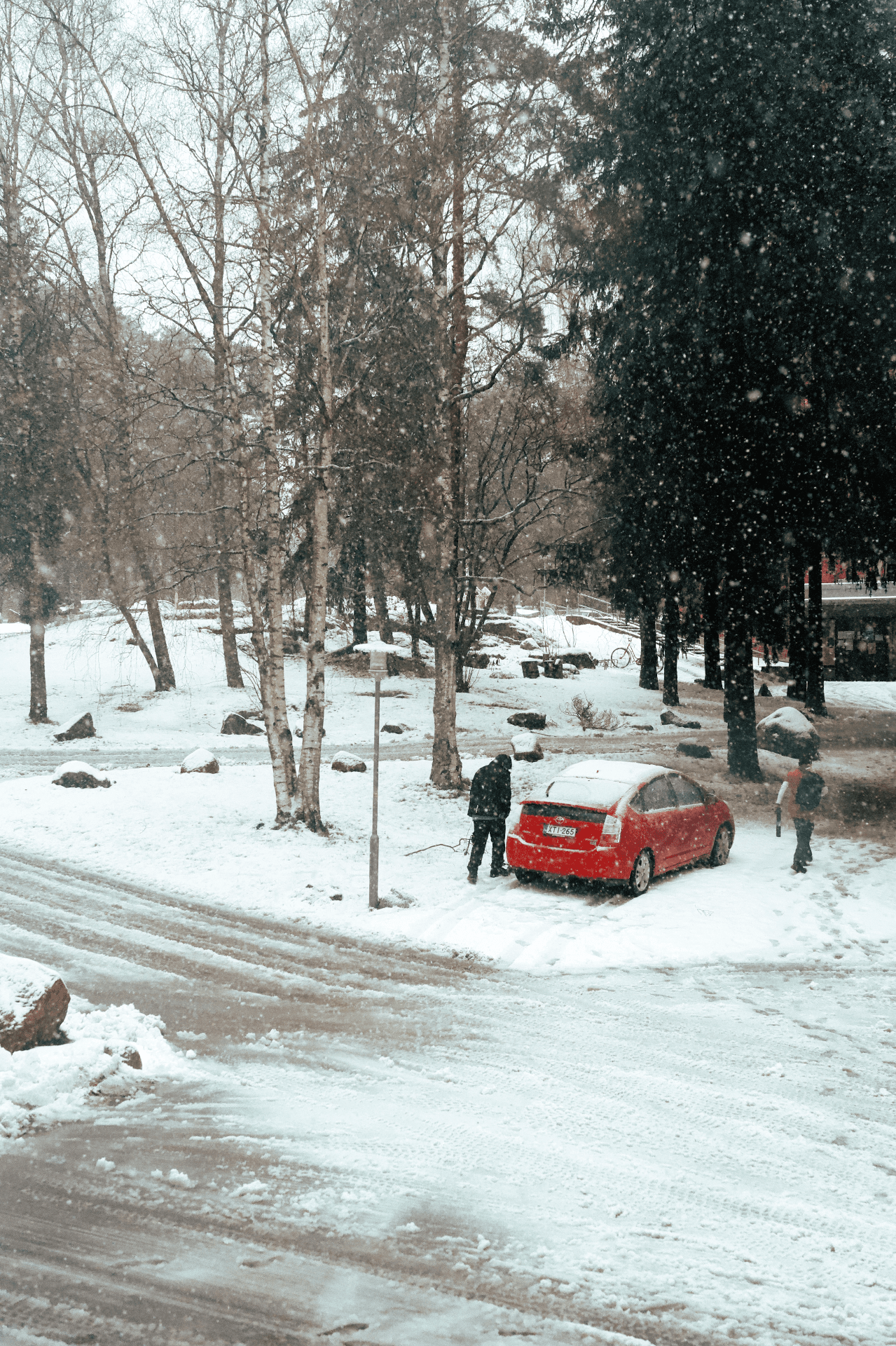 Scarlet Against Birch Silence