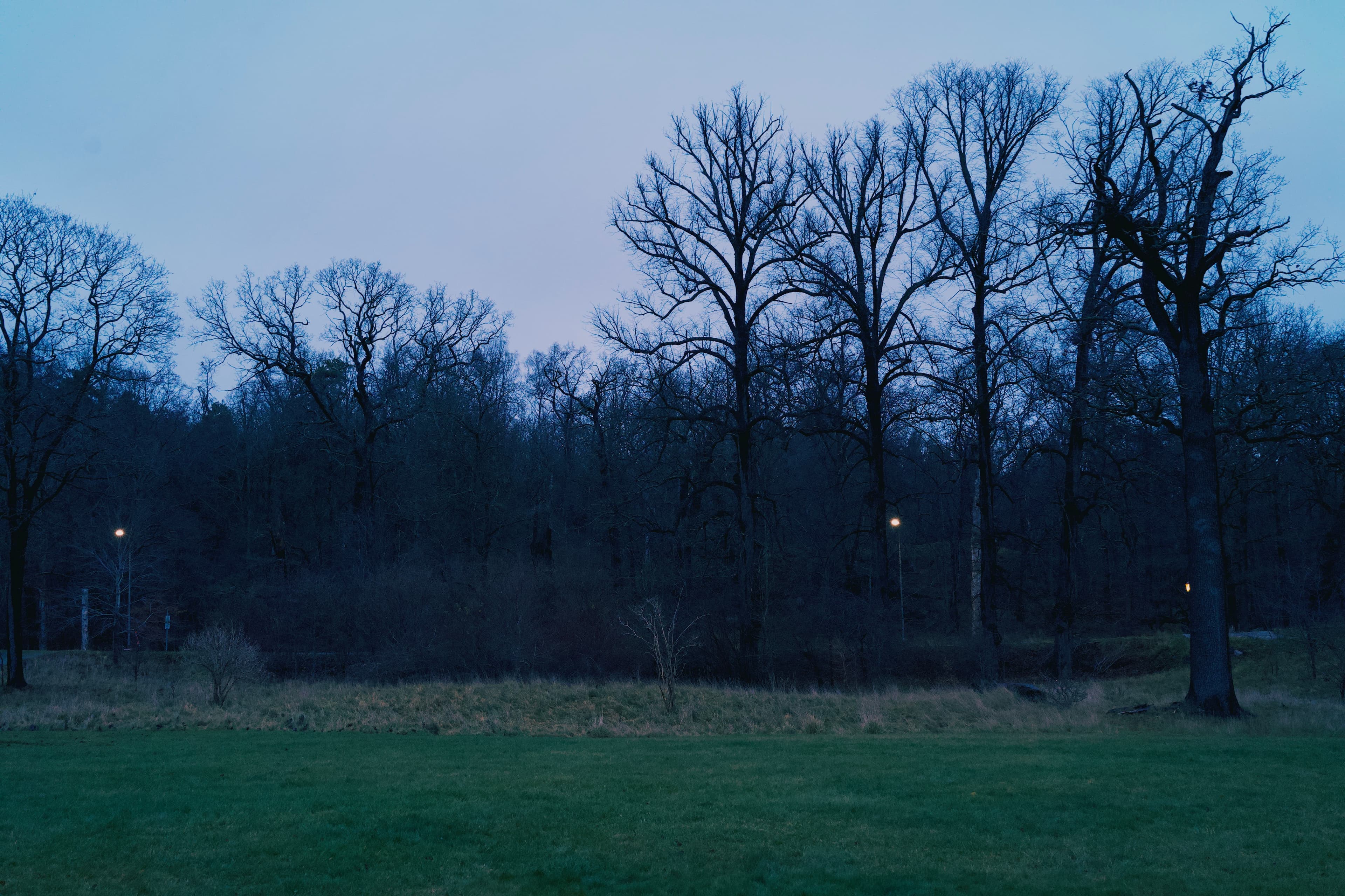 The Trees' Language at Dusk